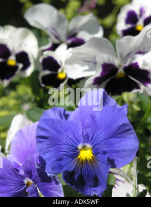 Pansy flowers in border Stock Photo
