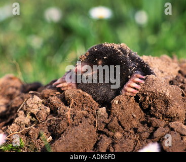 European mole (Talpa europaea) on molehill Stock Photo