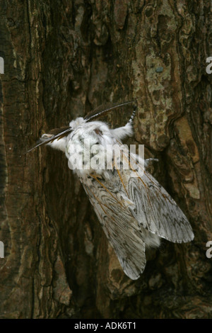 puss moth resting on tree bark cerura vinula Stock Photo