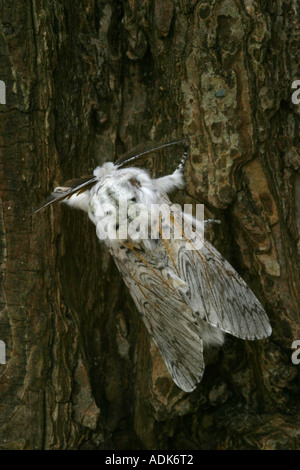 puss moth resting on tree bark cerura vinula Stock Photo