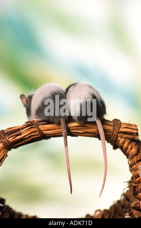 two northern pygmy gerbils - back view Stock Photo