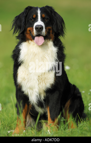 Bernese cattle dog  sitting on meadow Stock Photo