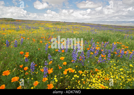 Mostly lupine and poppies on slope in Carrizo Plain National Monument ...