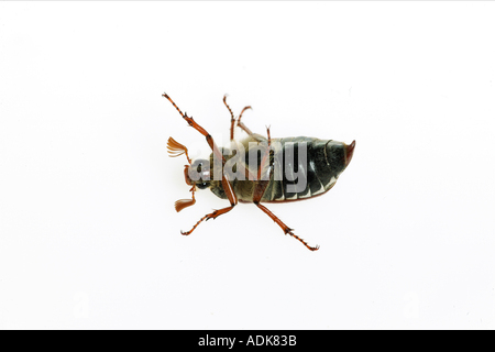 common cockchafer - lying on its back - cut out / Melolontha melolontha Stock Photo