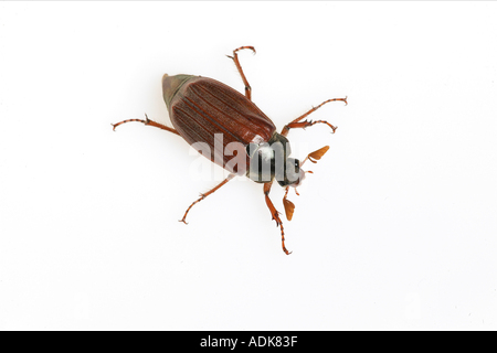 Common Cockchafer, Maybug (Melolontha melolontha). Beetle seen against a white background. Germany Stock Photo