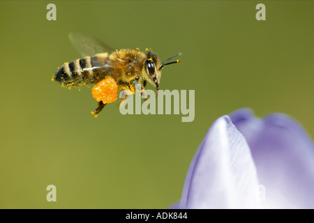 Honey Bee (Apis mellifera, Apis mellifica). Worker collecting nectar from flowers, note the pollen baskets on the legs Stock Photo