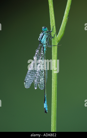 Emerald Damselfly (Lestes sponsa) adult male resting on vegetation ...