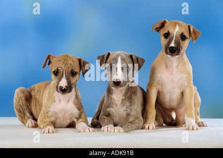 three whippet puppies - cut out Stock Photo