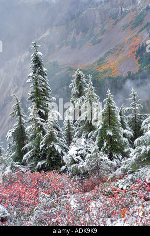 Hemlock trees with huckleberry in fall color and first snow of fall Mt Baker Wilderness Washington Stock Photo