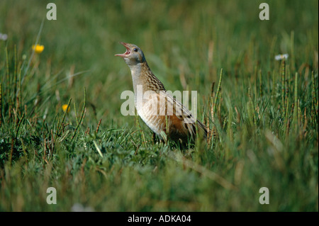 Corncrake crex crex North Uist outer Hebrides Scotland May Stock Photo