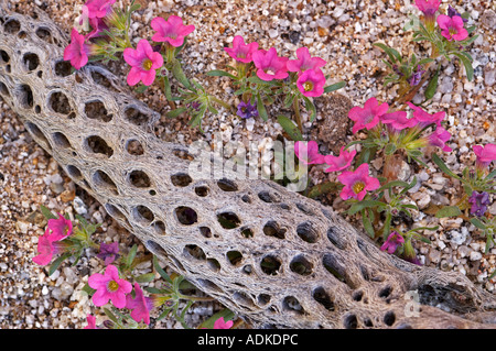 Purple Mat Nama demissum and decayed Cholla cactus branch Anza Borrego Desert State Park California Stock Photo