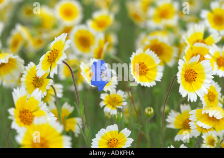 Tidy Tip Layia platyglossa and one Baby Bue Eyes Nemophila menziesii Carrizo Plain National Monument California Stock Photo