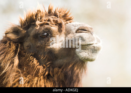 Bactrian Camel (camelus bactrianus) Stock Photo