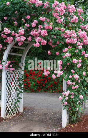 Rose arbor with Lavender Lassie Heirloom Gardens Oregon Stock Photo