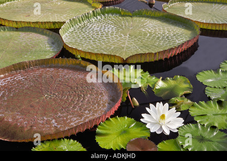 Tropical lily bloom and leaves of Amazon Lilies Hughes Water Gardens Oregon Stock Photo