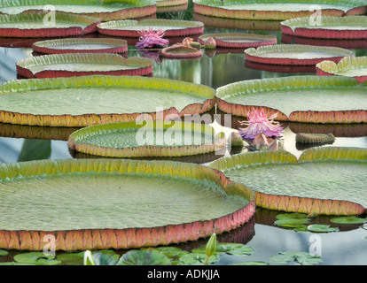Tropical lily bloom of Amazon Lilies Hughes Water Gardens Oregon Stock Photo