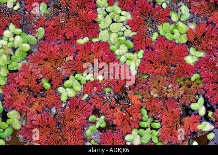 Green duckweek and fairy moss azolla in water garden Hughes Water Gardens Oregon Stock Photo
