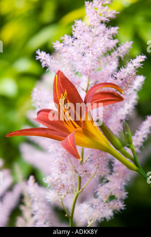 Hemerocallis 'Stafford'. Daylily 'Stafford' flower and Astible flowers in an English garden Stock Photo