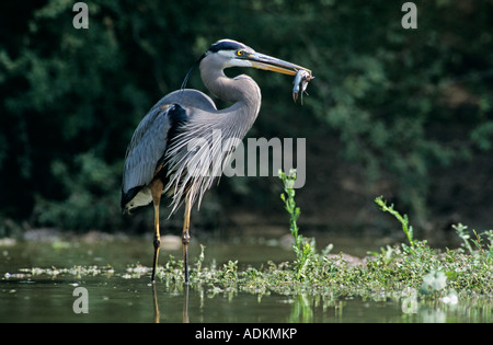 Great Blue Heron Ardea herodias adult in pond with catfish Starr County Rio Grande Valley Texas USA May 2002 Stock Photo