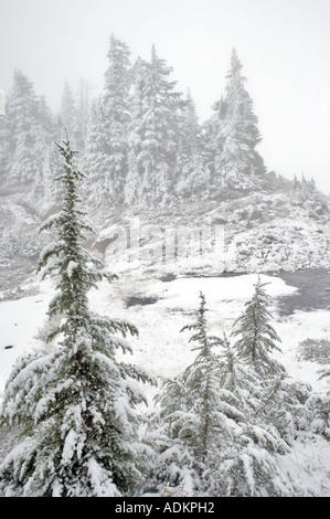 Winter snowfall on hemlock trees Mt Baker Wilderness Washington Stock Photo