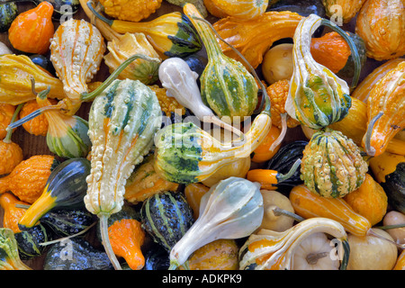 Decorative squash from roadside stand Near Portland Oregon Stock Photo