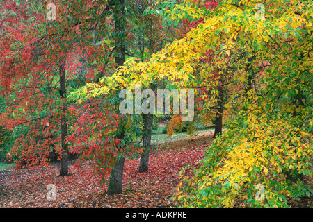 Path in Hoyt Arboritum with fall colored tupolo trees Nyssa sylvatica Washington Park Portland Oregon Stock Photo