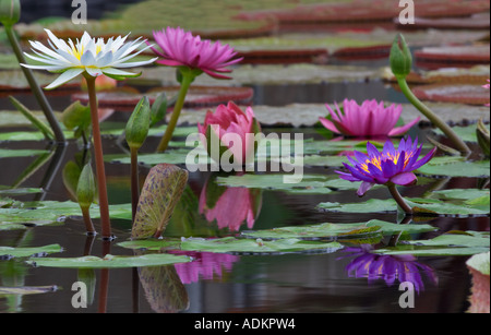Amazon lillies Hughes Water Gardens Oregon Stock Photo