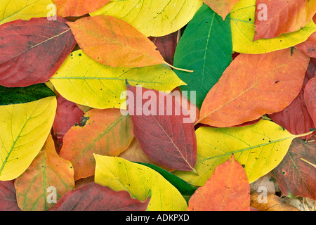 Leaves in Hoyt Arboritum from fall colored tupolo trees Nyssa sylvatica Washington Park Portland Oregon Stock Photo