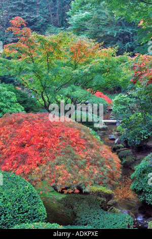 Small stream and fall color Japanese Gardens Portland Oregon Stock Photo