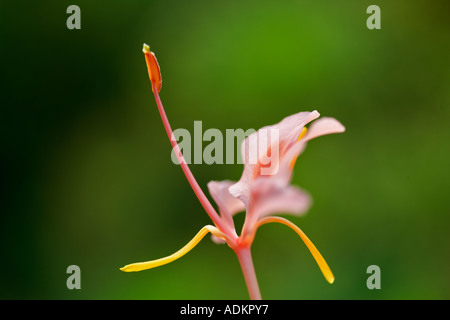 Hardy ginder lily Hedycium Elizabeth Hughes Water Gardens Oregon Stock Photo