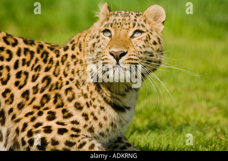 Amur leopard (Panthera pardus orientalis) (Controlled conditions) Stock Photo