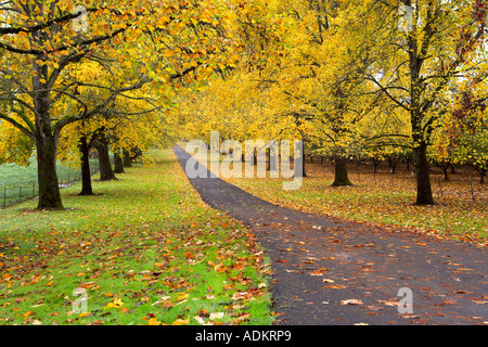 Driveway lined with fall colored maple trees Near Wilsonville Oregon Stock Photo