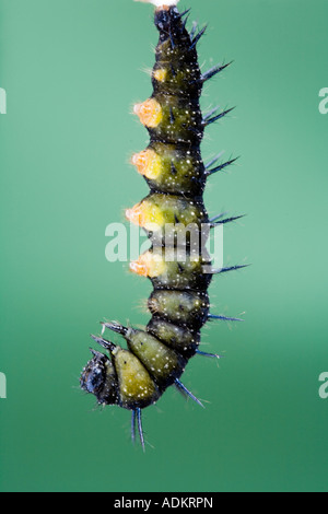 Aglais io. Peacock butterfly caterpillar hanging just before changing into a chrysalis Stock Photo