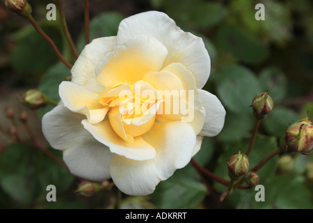 Rosa Danae close up Hybrid musk bred by Pemberton Stock Photo