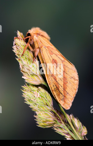 Female Ghost Moth Hepialus humuli resting on grass with nice out of focus background Potton Bedfordshire Stock Photo