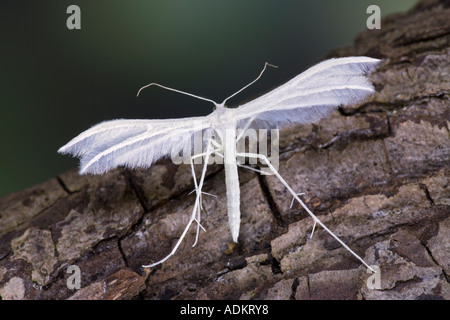 White Plume Moth Pterophorus pentadactyla at rest on log showing wing formation Potton Bedfordshire Stock Photo