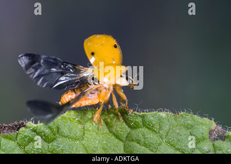 Harlequin Ladybird Harmonia axyridis taking off from leaf with nice out of focus background Potton Bedfordshire Stock Photo