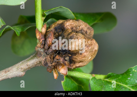 Gall Wasp Biorhiza pallida gall on Oak Quercus robur with nice out of focus background potton bedfordshire Stock Photo