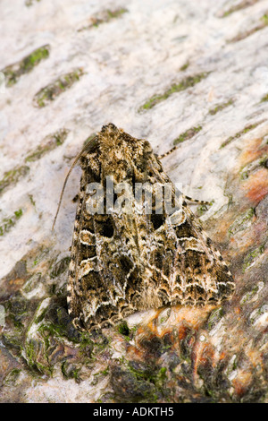 The Lychnis Hadena bicruris at rest on log showing markings and detail potton bedfordshire Stock Photo