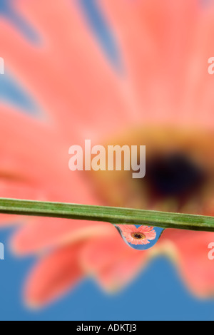 Gerbera Flower reflected in dew drop Stock Photo