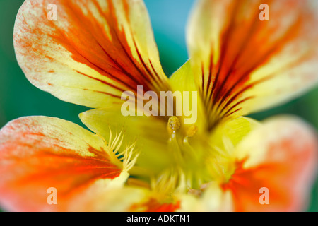 Nasturtium Tropaeolum Peach Melba close up West Hollywood California Stock Photo