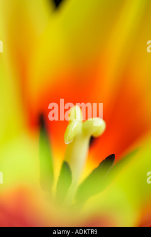 Close up of three tulip flower with stamens and pistil Stock Photo