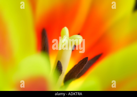 Close up of three tulip flower with stamens and pistil Stock Photo