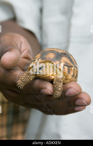 Baby Angonoka or Madagascar Plowshare tortoise (Geochelone yniphora) Endangered, Ampijoroa, CAPTIVE, Madagascar Stock Photo