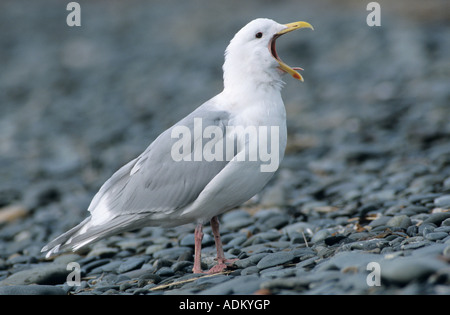 Glaucous-winged Gull Larus glaucescens adult yawning Homer Alaska USA March 2000 Stock Photo