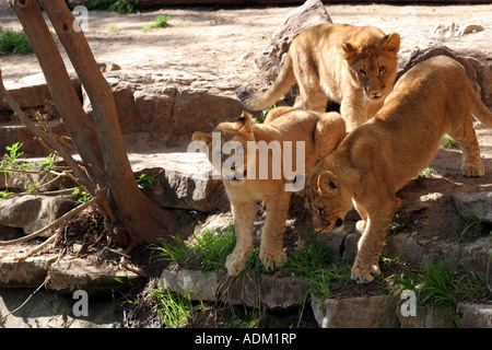 Three baby lion cubs Stock Photo