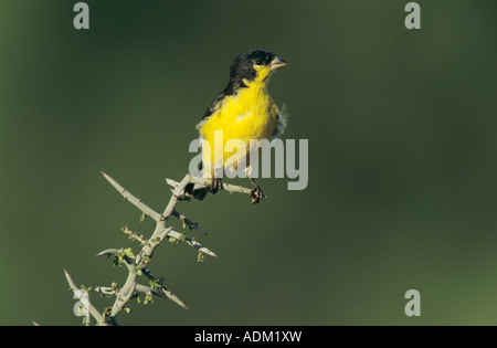 Lesser Goldfinch Carduelis psaltria male Starr County Rio Grande Valley Texas USA May 2002 Stock Photo