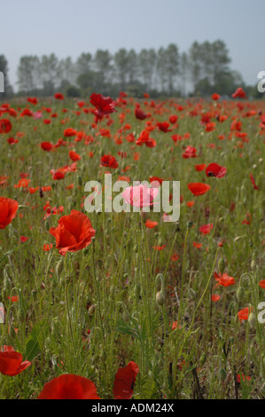 Poppy field, Hythe, Kent, England Stock Photo