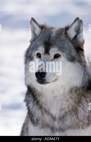 Captive Gray Wolf winter portrait Stock Photo