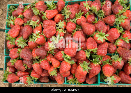 Strawberries, field harvest. Stock Photo
